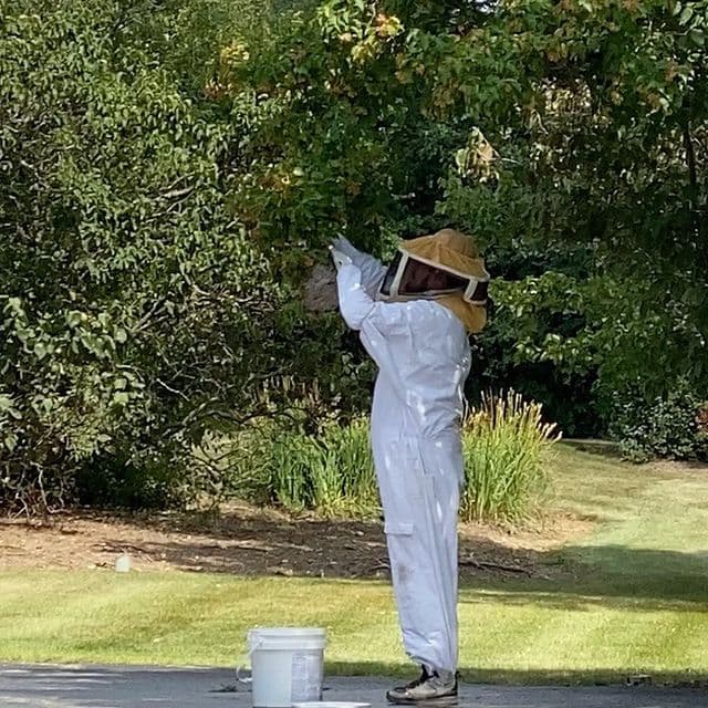 Technician in a bee suit removing a nest