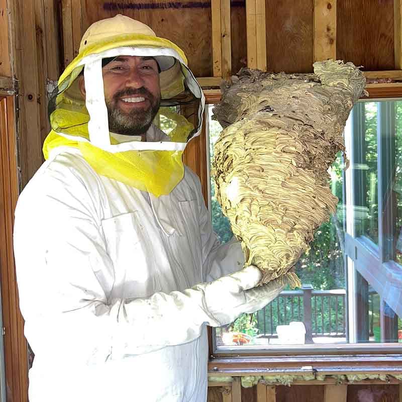 Technician in a bee suit holding a large paper wasp nest removed from an attic