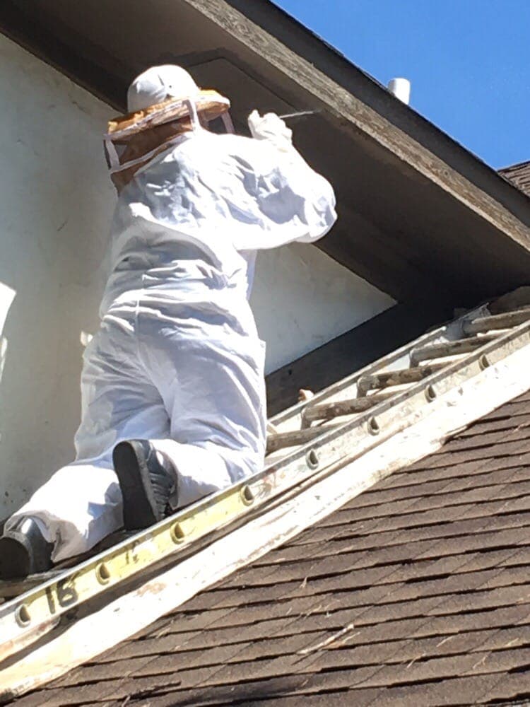 Wasp treatment by Lake Cook Pest Control